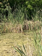 Gallinula galeata