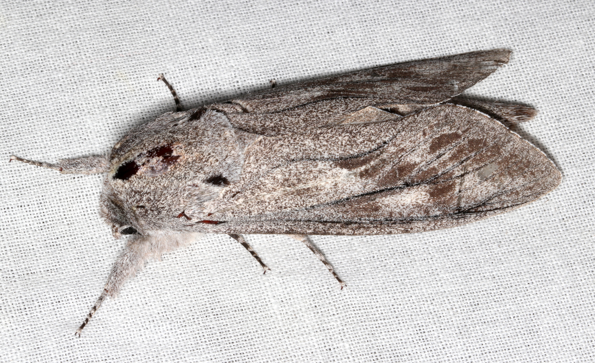 Giant Wood Moth Endoxyla Cinereus Inaturalist