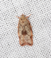 Euchaetis