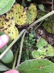 Petasites pyrenaicus