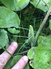 Petasites pyrenaicus