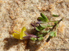 Listia heterophylla