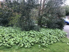 Petasites pyrenaicus