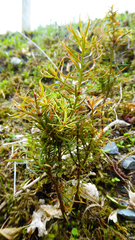 Podocarpus acutifolius