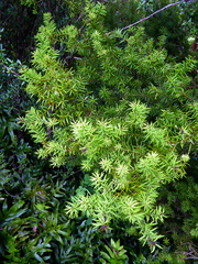 Podocarpus acutifolius