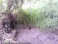 Turdus falcklandii magellanicus