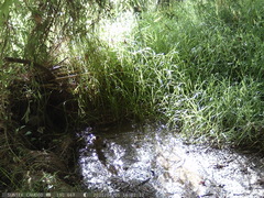 Turdus falcklandii magellanicus
