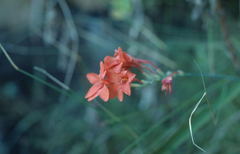 Gladiolus nerineoides