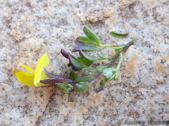 Listia heterophylla