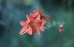 Gladiolus nerineoides