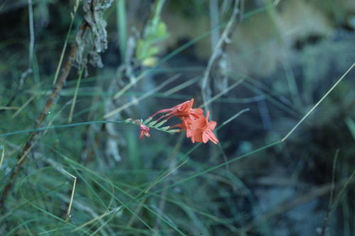 Image of Gladiolus nerineoides by (c) Tom Lloyd Evans, some rights reserved (CC BY-SA)