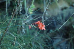 Gladiolus nerineoides