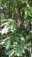 Archidendron clypearia