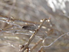 Dahlica triquetrella