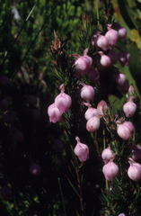 Erica holosericea