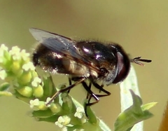 Copestylum marginatum