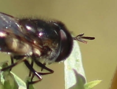 Copestylum marginatum