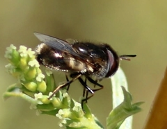 Copestylum marginatum