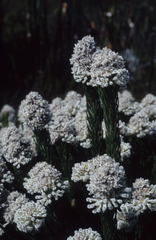 Sorocephalus claviger