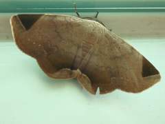 Psimada quadripennis