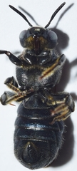 Ceratina chalcites