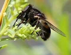 Copestylum marginatum