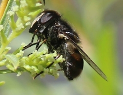 Copestylum marginatum