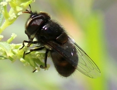 Copestylum marginatum