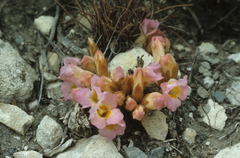 Harveya purpurea