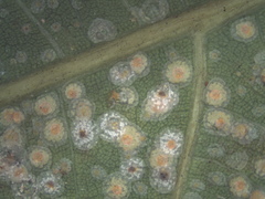 Aspidiotus destructor