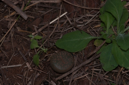 Lithops lesliei C007 South Africa