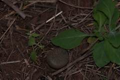Lithops lesliei