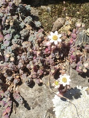 Sedum dasyphyllum