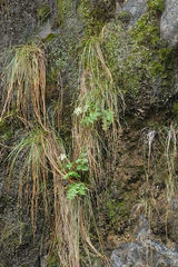 Gingidia montana