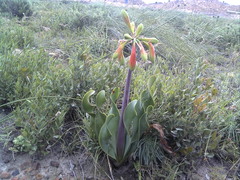 Cyrtanthus obliquus