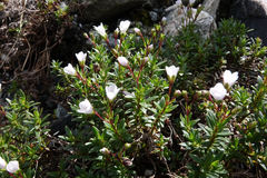 Veronica colostylis