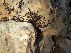 Plagiolepis pallescens
