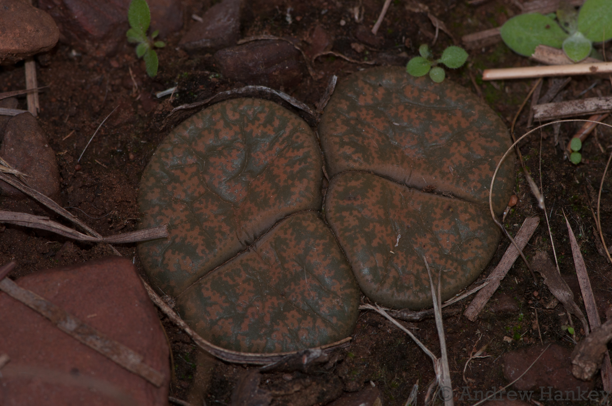 Lithops lesliei var. minor C006A cv. Witblom