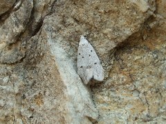 Symmoca albicanella