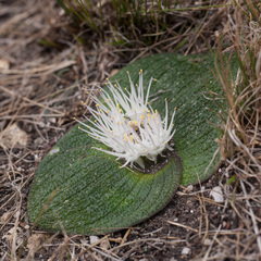 Massonia longipes