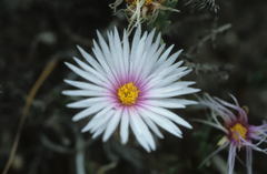 Lampranthus ceriseus