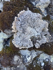 Lobothallia alphoplaca