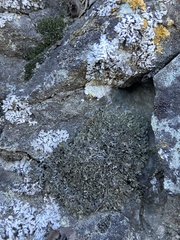 Phaeophyscia constipata