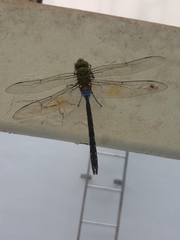 Anax guttatus