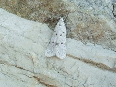 Symmoca albicanella