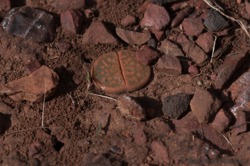 Lithops lesliei C014 South Africa