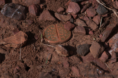 Lithops lesliei