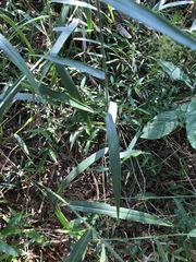 Panicum sarmentosum