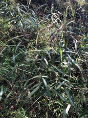 Panicum sarmentosum
