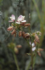 Polygala wittebergensis